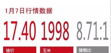今日豬源行情與市場動態分析——愛豬網龍辰九州專題報道